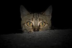 Can Cats See Jinn and Angels: Separating Fact from Myth